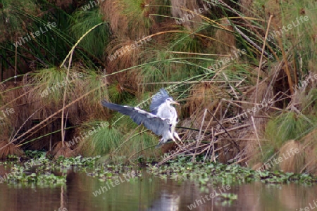 Grey Heron, Ardea Cinerea