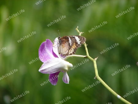 Butterfly oder Schmetterling