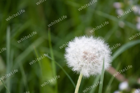 Pusteblume