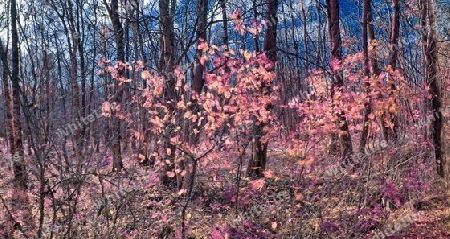 Beautiful pink and purple infrared panorama of a countryside landscape with a blue sky.