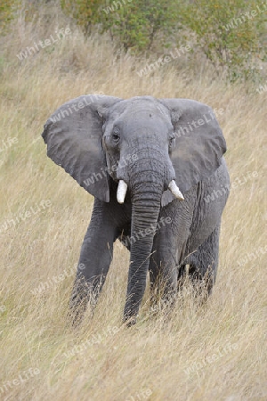 Afrikanischer Elefant (Loxodonta africana), halbw?chsiges M?nnchen, Bulle, in Drohhaltung , Masai Mara, Kenia, Afrika