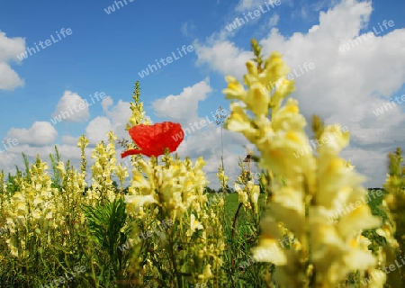 Klatschmohn in gelbem Bl?tenmeer