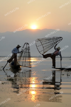 Fishermen at sunrise in the Landscape on the Inle Lake in the Shan State in the east of Myanmar in Southeastasia.