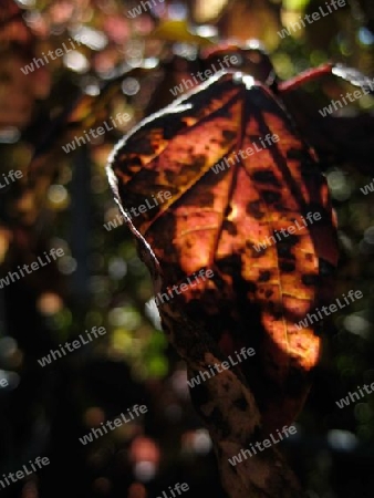 Blatt im Licht