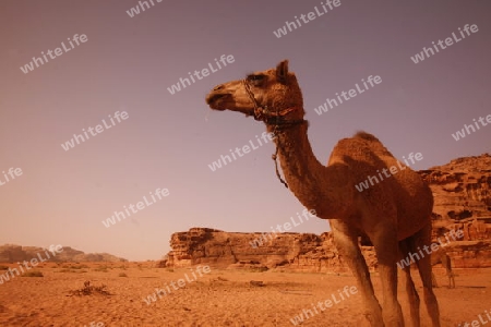 The Landscape of the Wadi Rum Desert in Jordan in the middle east.