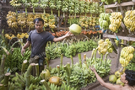 a big Banana Shop in a Market near the City of Yangon in Myanmar in Southeastasia.