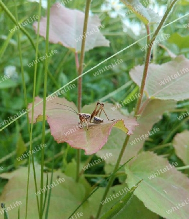 Grashüpfer in der Sommerwiese II