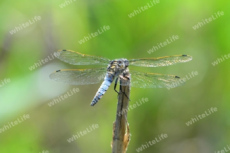 Gro?er Blaupfeil M?nnchen (Orthetrum cancellatum)