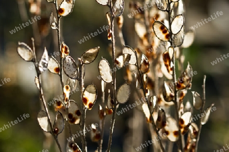 Herbstknospe