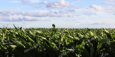 Summer view on agricultural crop and wheat fields ready for harvesting.