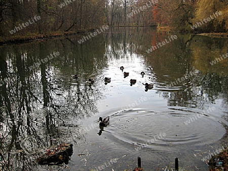 Enten am See