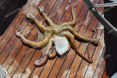 oktopus