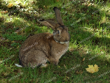 Hase sitzt selbstbewut auf gruener Wiese