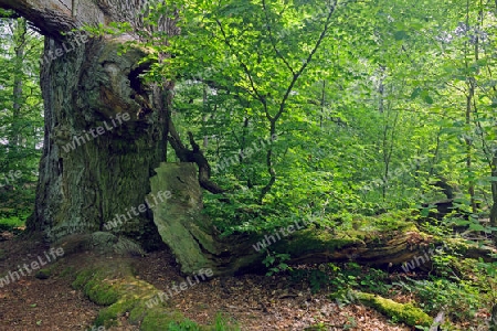  ca. 600 Jahre alte Buche, Fagus, Urwald Sababurg, Hessen, Deutschland