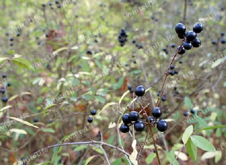 Beeren im Herbst