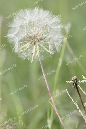 "Pusteblume"