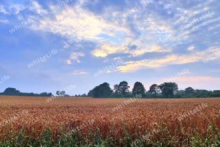 Summer view on agricultural crop and wheat fields ready for harvesting.