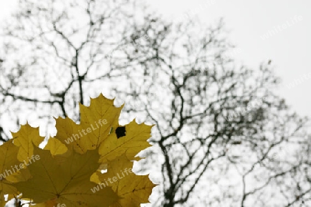 Bl?tter im Herbst und kahler Baum im Hintergrund