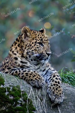 Leopard auf dem Wald