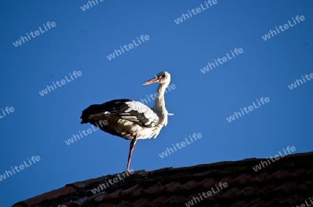 Storch wird wach