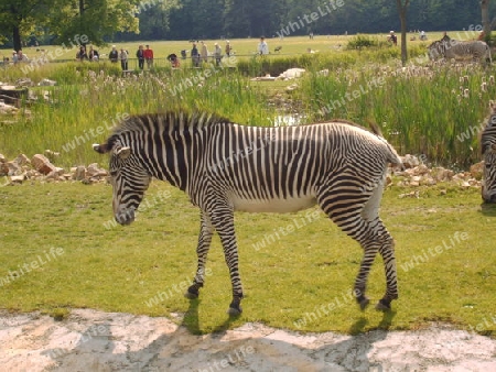 Zebra