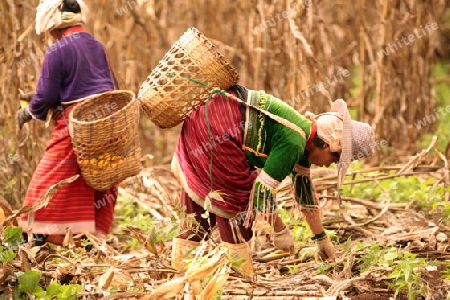 Traditionell gekleidete Frau von einem Stamm der Dara-Ang bei ernten von Maiskolben in einem Maisfeld beim Dof Chiang Dao noerdlich von Chiang Mai im Norden von Thailand