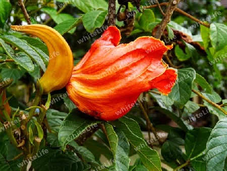 Tulpenbaumbl?te - Botanischer Garten Madeira