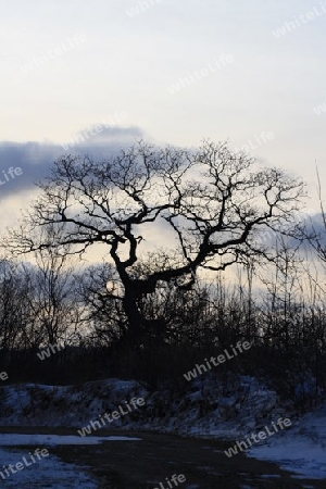 Schwarzer Baum