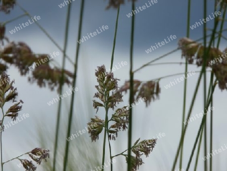 Wiese ganz nah P6010541