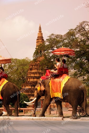 Ein Elephanten Taxi vor einem der vielen Tempel in der Tempelstadt Ayutthaya noerdlich von Bangkok in Thailand. 