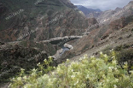 a Landscape of the Mountain Region of  Tamadaba in the centre of the Canary Island of Spain in the Atlantic ocean.