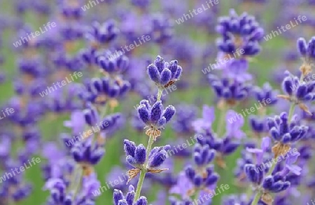 Lavendel