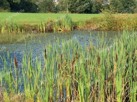 Kleiner Teich mit Schilf