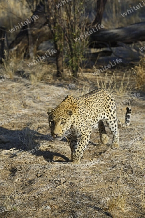Leopard (Panthera pardus) streift durch sein Revier am Morgen, Khomas Region, Namibia, Afrika
