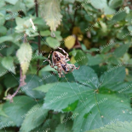 Spinne mit Zwischenmahlzeit VI