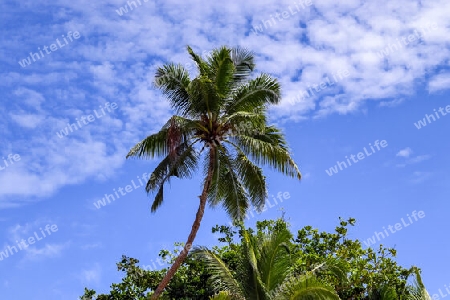 Beautiful palm trees at the beach on the tropical paradise islands Seychelles