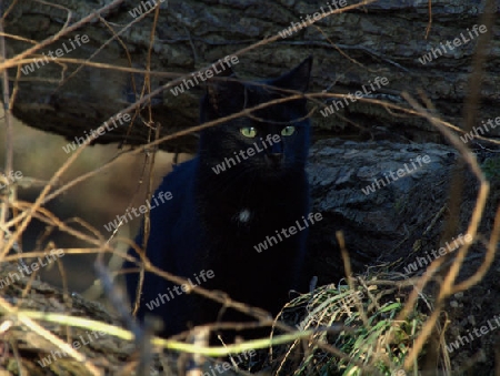 geschmeidige schwarze Kazue im Unterschlupf