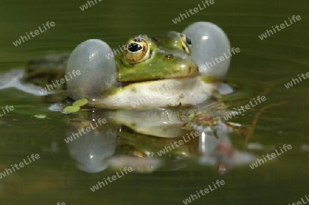 Wasserfrosch