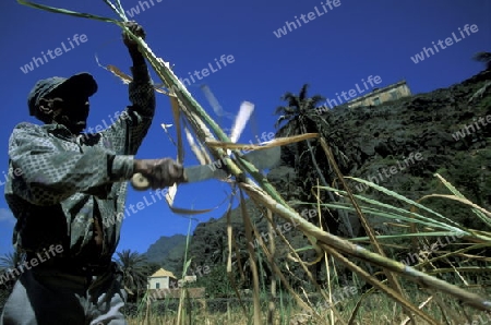 a zugar plantation in the village of Ribeira Grande on the Island of Santo Antao in Cape Berde in the Atlantic Ocean in Africa.  