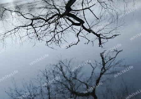 reflection in the water