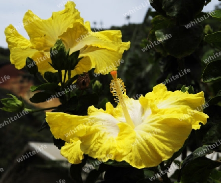 Hibiskus