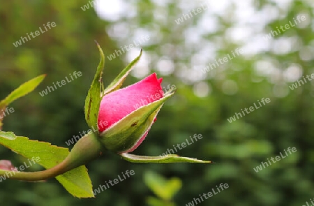 Top view of yellow and orange rose flower in a roses garden with a soft focus background.