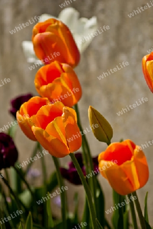 Tulpe