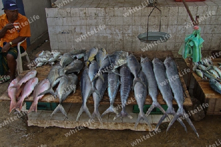 Fischmarkt in Boosa - Sri Lanka