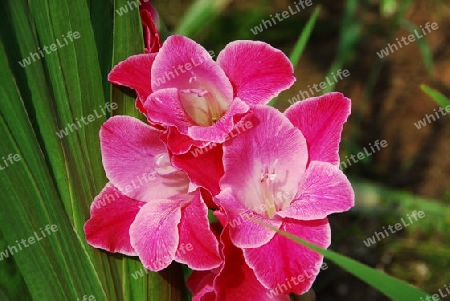 Rosa Gladiolenbl?te