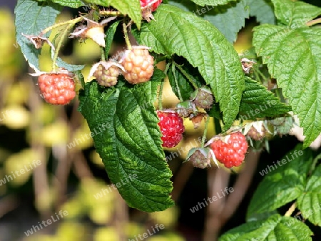 Hibeeren am Strauch