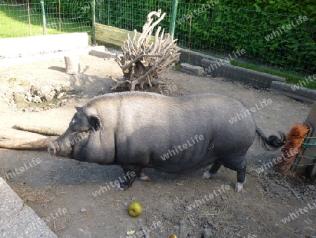 Schwein, schwarz