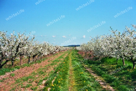 Ein Meer von Blüten