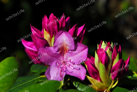 Rhododendronbl?ten