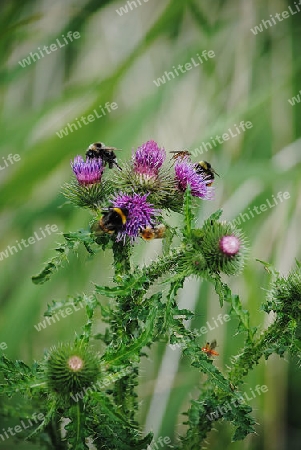 Hummeln auf Distel